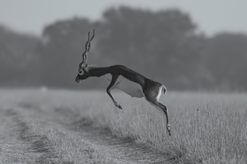 An adult blackbuck takes a leap across grassland. It is a monochrome picture ❤️