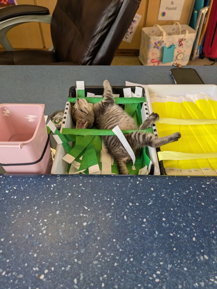Small kitten sleeping in a box with ribbons 