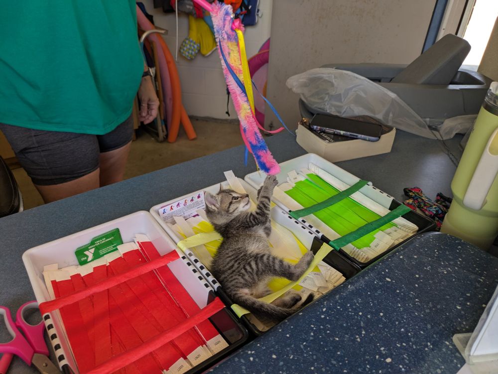Small kitten playing with a cat toy on a string