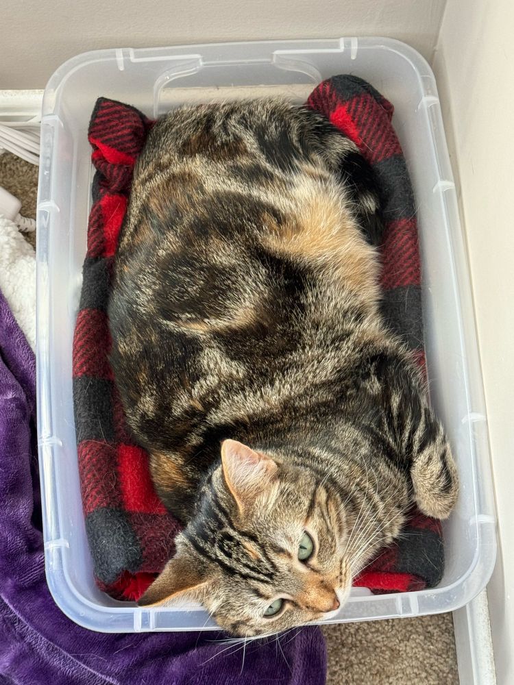 Tabby cat in her container lolol