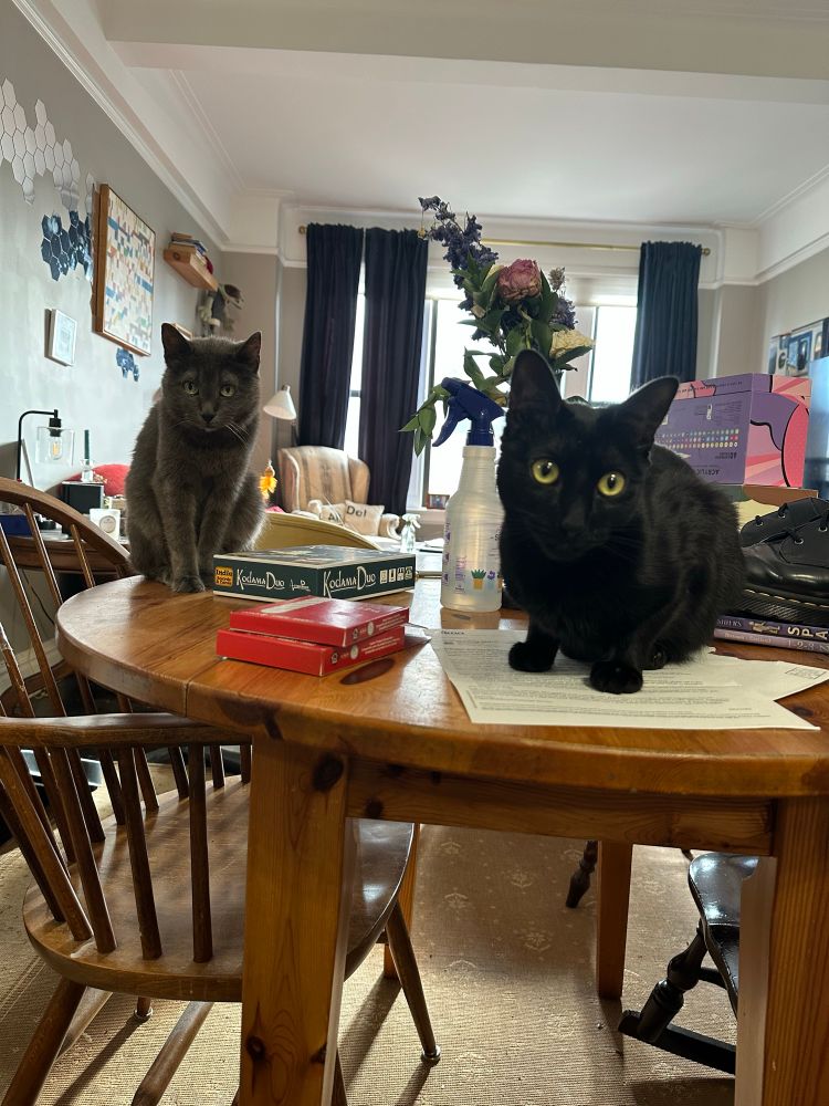 A picture of two cats sitting on a table looking at the camera and picture taker