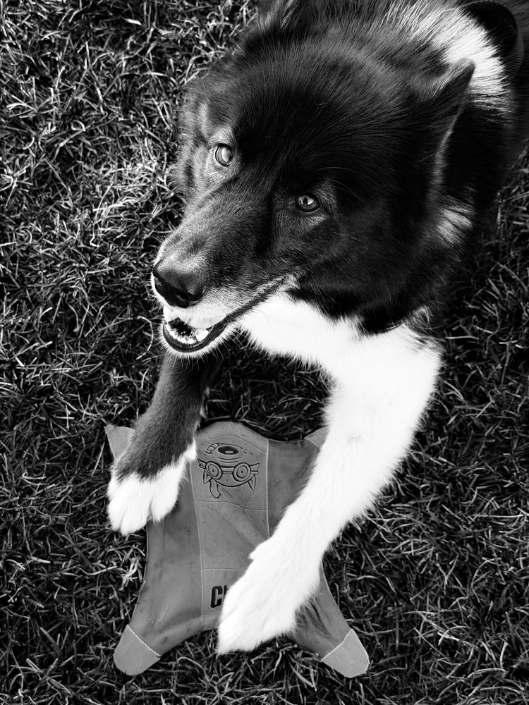 Smiling dog lies on ground with paws holding frisbee firmly down