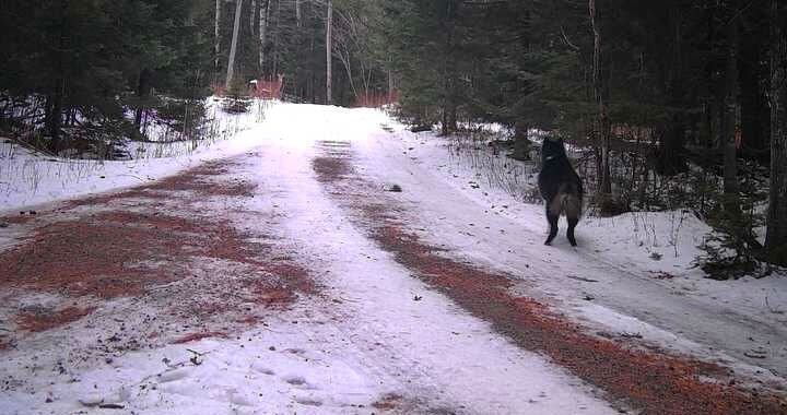 A dog stands posed to run down a driveway while staring at a deer also posed to run