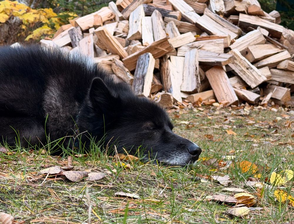 Dog sleeps in grass in front of a wood pile