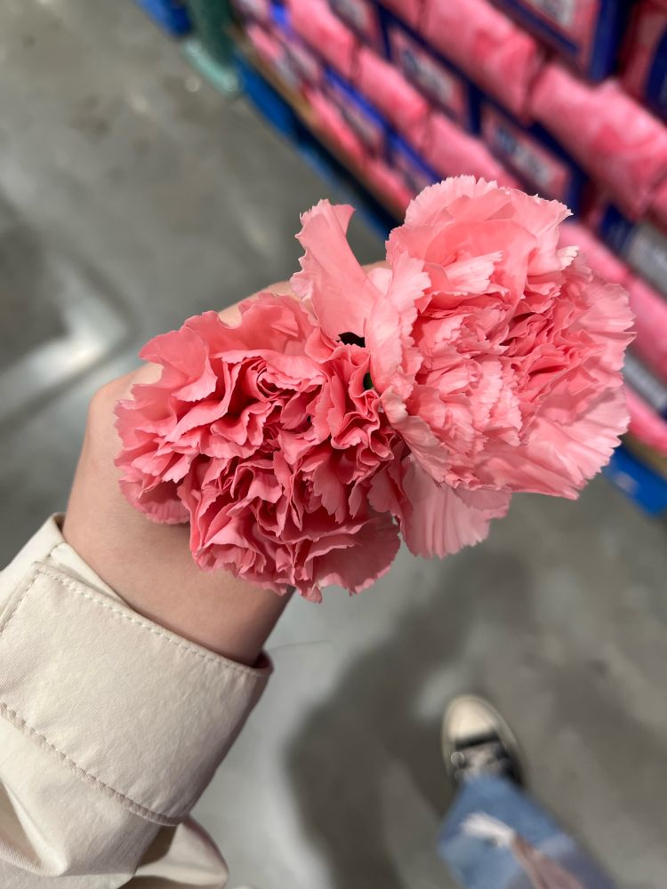 picture of two little pink flowers 