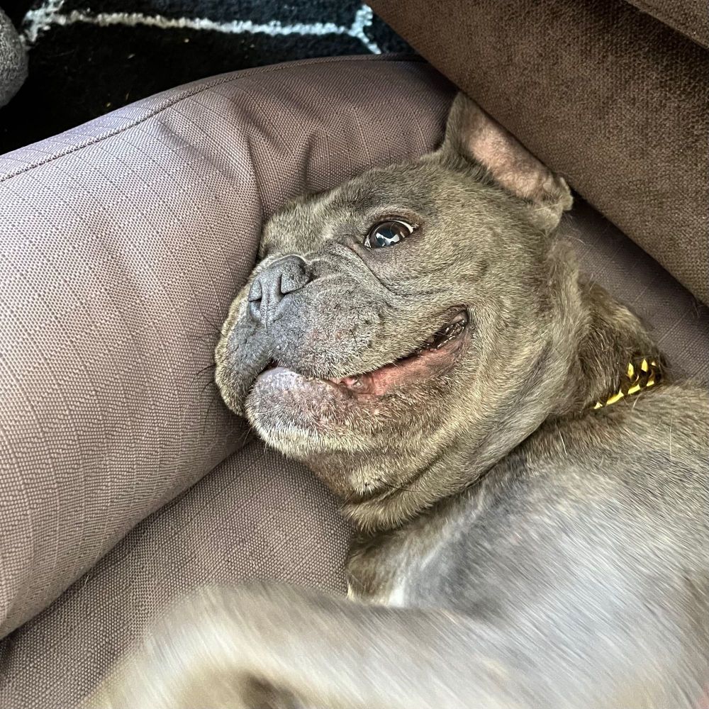 A happy, smiling french bulldog in a well-lit room