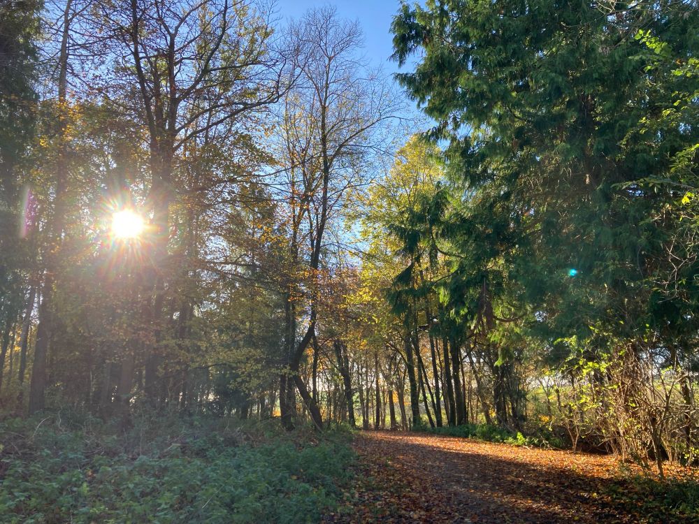 Photo of sun through trees, with path running through and blue sky. 