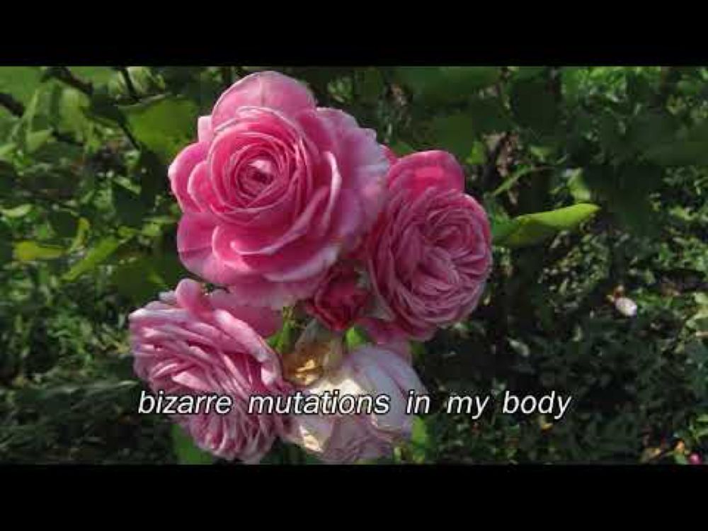 Dorothea Paas - Autumn Roses (Lyric Video)