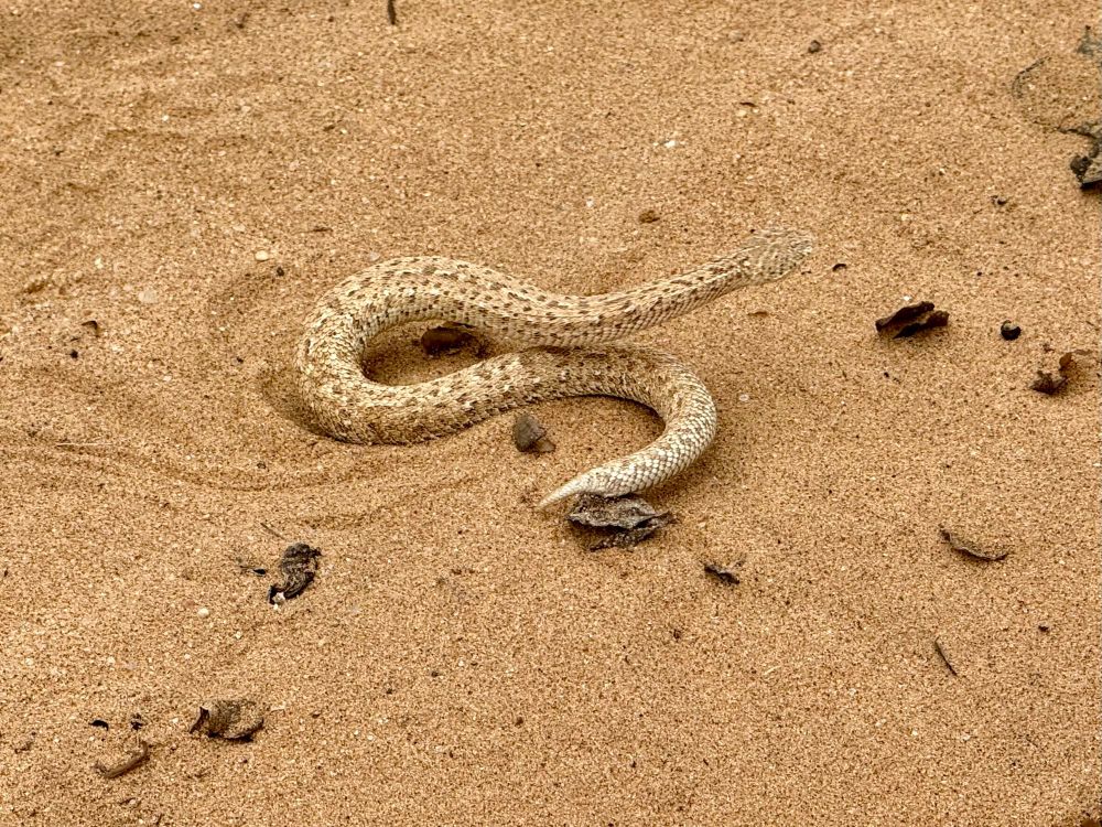 A sidewinder snake. A lot smaller than I’d expected 
