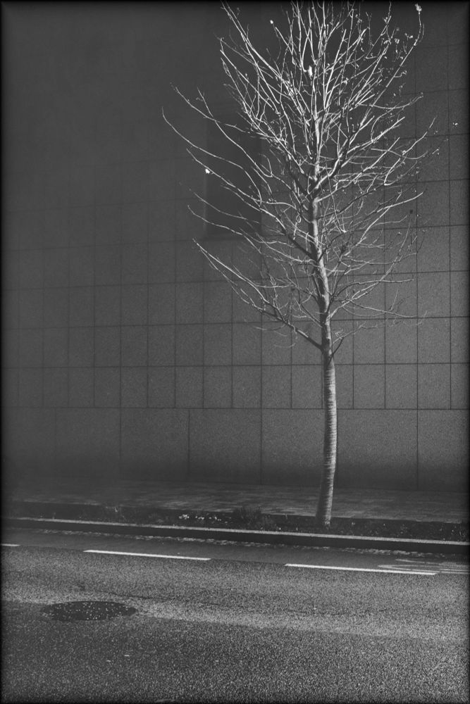 a slender tree with many thin branches, between an asphalt road and a plane tiled wall with a single dark window