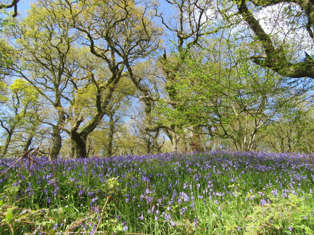 lochwood oaks in spring worth bluebells 