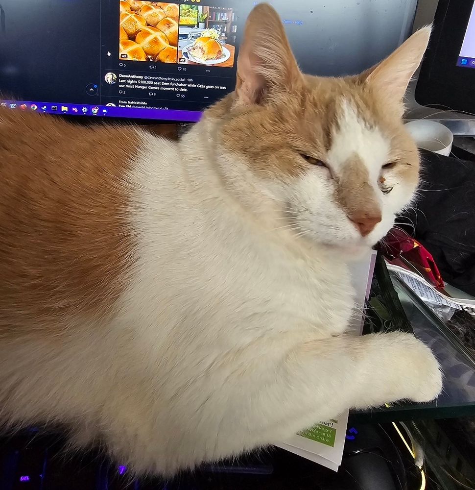 An orange and white cat lays in front of a computer monitor. His eyes are closed as he waits for attention.