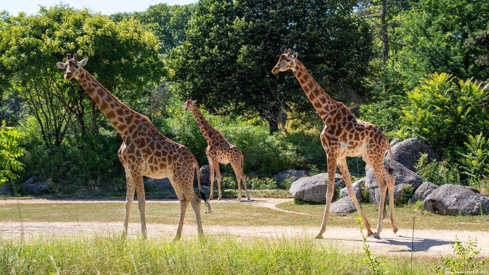 three giraffes