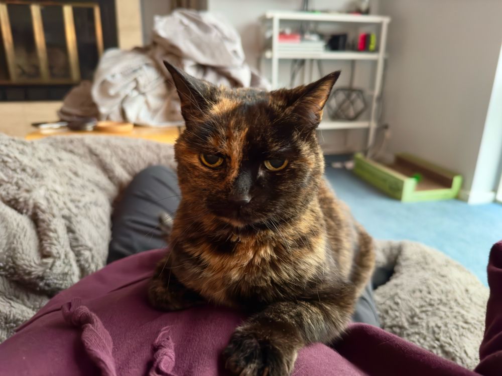 KitKat, an elderly but adorable lady of a cat laying on me and demanding attention 