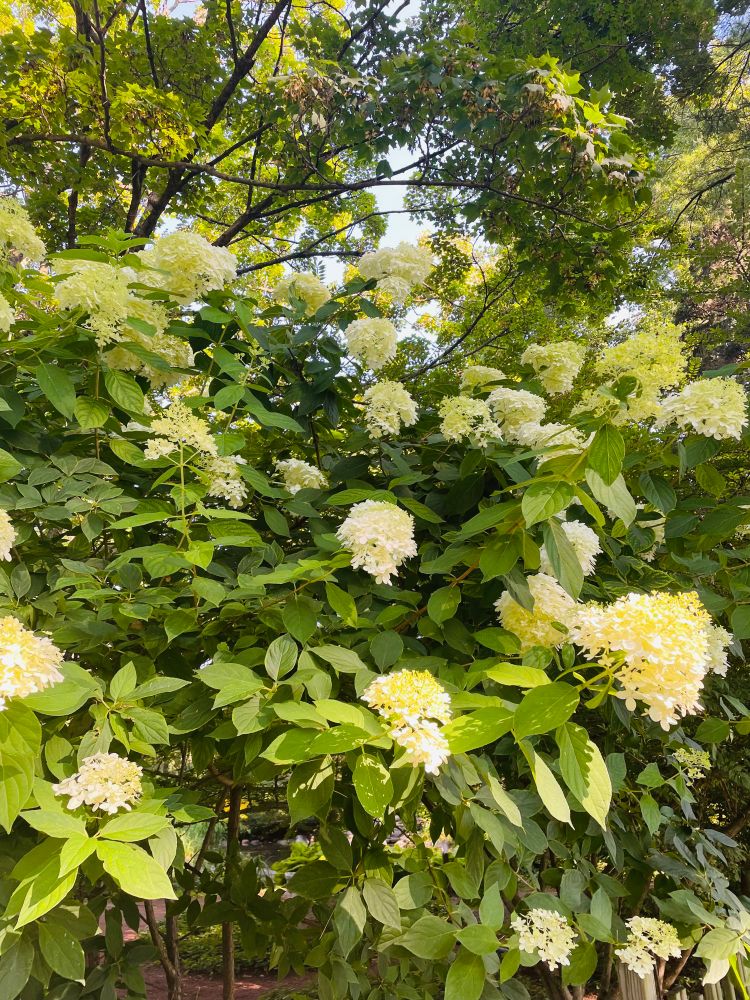 White cone hydrangeas blooming in heavy profusion. They laugh at this hot summer. 