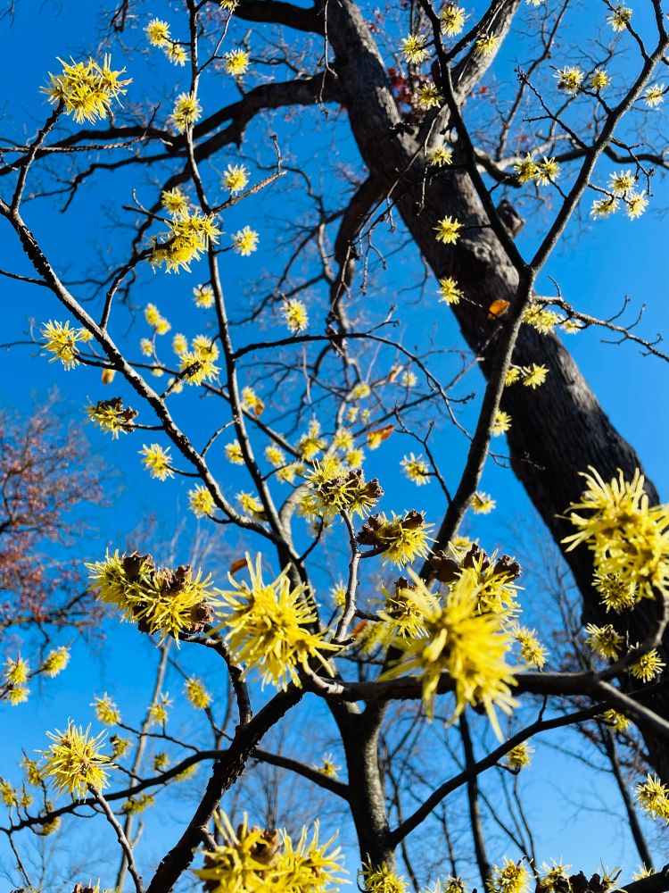 Another shot of yellow witch hazel against a clear blue sky