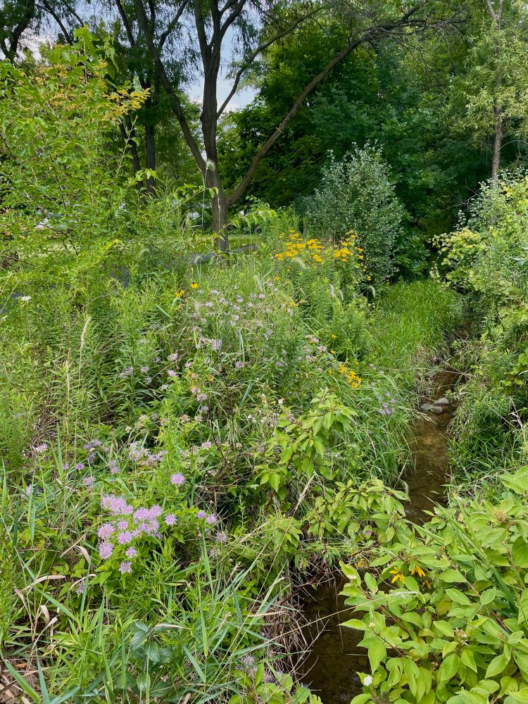 Tiny creek lined in bee balm, yellow coneflowers, and lots of other vivid vegetation.