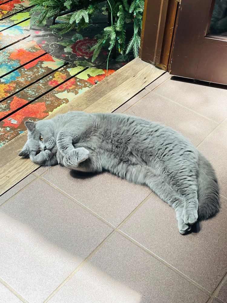 Lovely British shorthair cat stretched out on the kitchen floor. His front paws are tucked up and against him. 