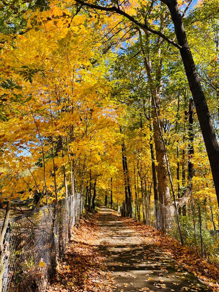 A pathway surrounded by yellow maples that skirts along an old cemetery. 