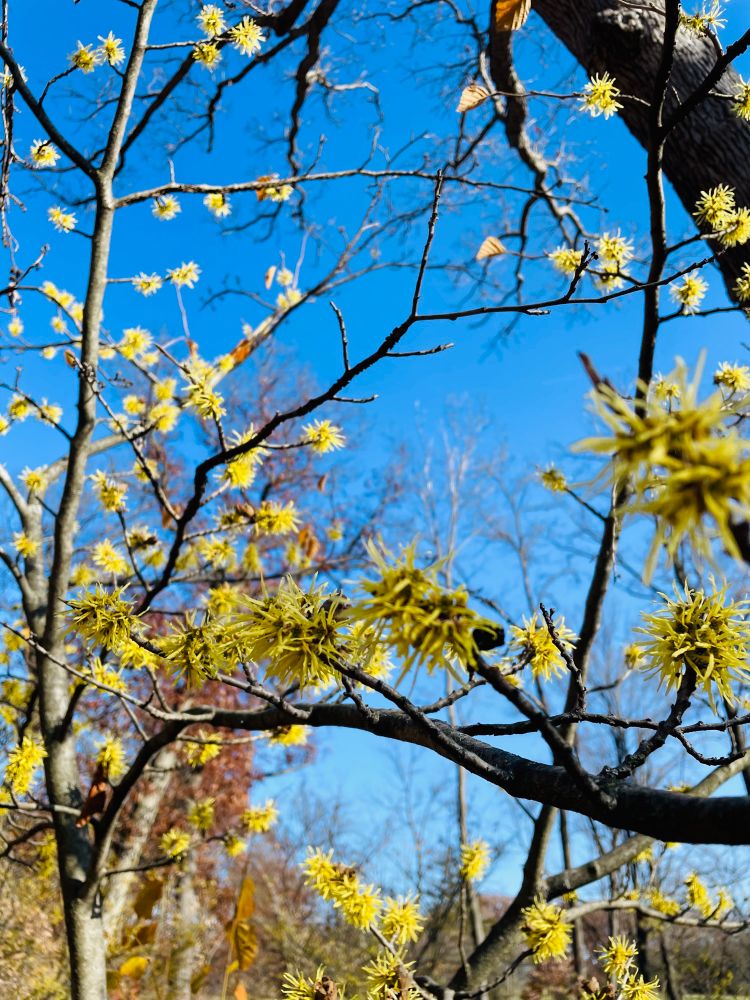 Little yellow stars of witch hazel lining its bush branches 