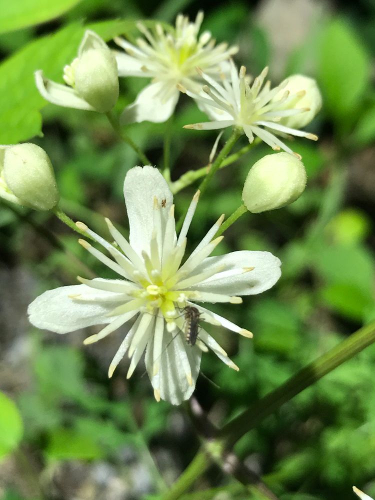 Mosquito feeding on a wild flower (Virginia, USA).