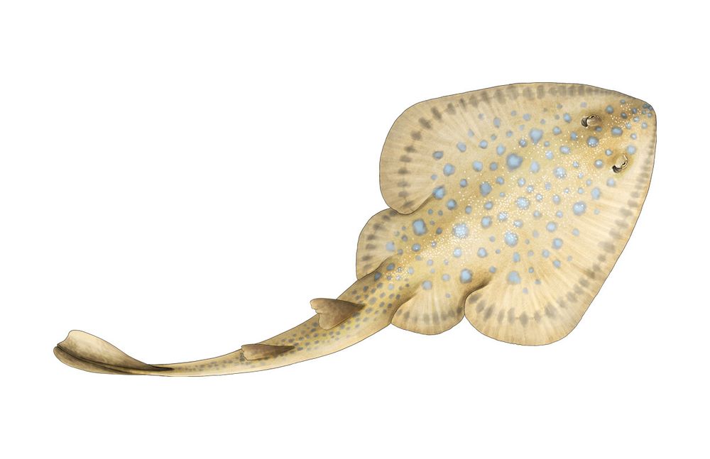 Digital illustration of the extinct guitarfish Myledaphus in dorsal view on white background. Its coloration is sandy-tan with light powder-blue splotches. 