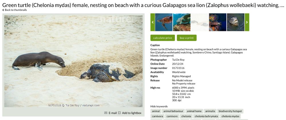 Green turtle (Chelonia mydas) female, nesting on beach with a curious Galapagos sea lion (Zalophus wollebaeki) watching, Sombrero Chino, Santiago Island, Galapagos Islands