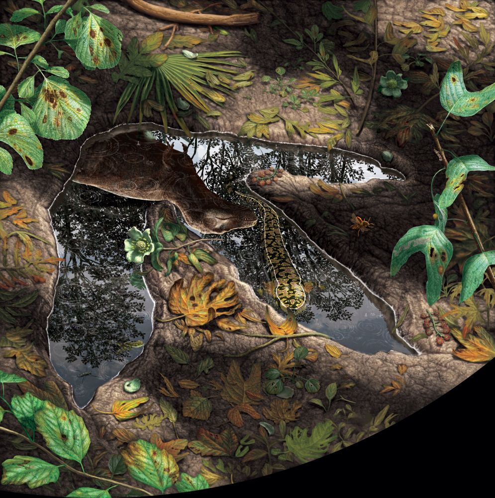 Habrosaurus in water pooled in Tyrannosaurus footprint w/ fallen leaves strewn beside a magnolia-like blossom w/ leafy trees & T. rex reflected on surface - mural for Deep Time exhibition at NMNH (Julius Csotonyi)