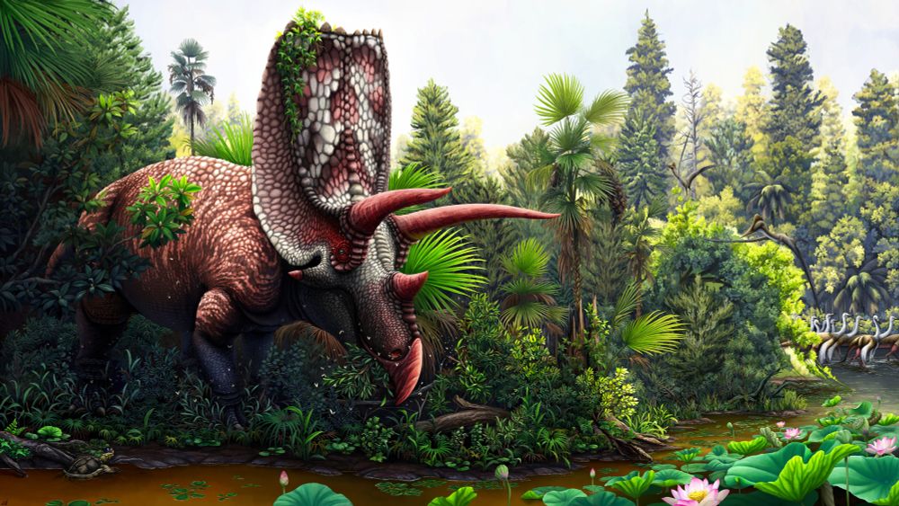 Digital painting of the huge ceratopsian dinosaur Titanoceratops ouranos foraging in the swampy jungles of what is now New Mexico, some 75 million years ago.