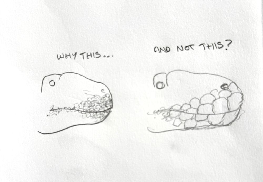 Simple sketch asking why dinosaurs like theropods, when shown with extraoral tissue, have proportionally small or medium-sized scales lining the lips rather than the proportionally huge plate-like scales found in many snakes