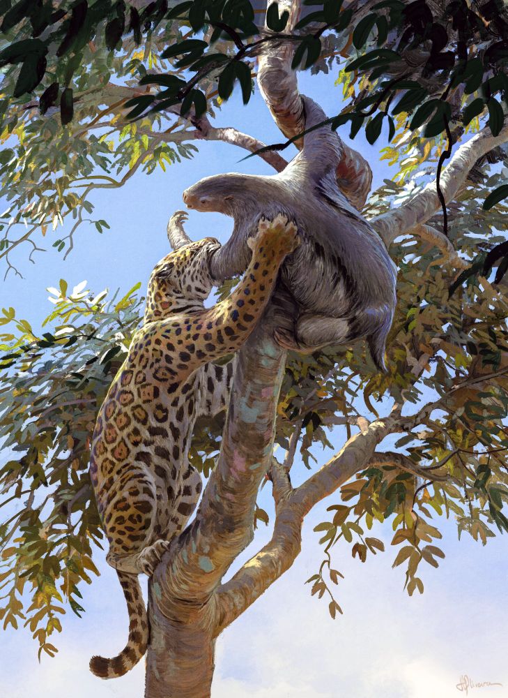 Markings on the bones from a 40,000-year-old young Ahytherium aureum (extinct giant sloth) suggest predation by a large predator, such as the jaguar (Julia d'Oliveira)
