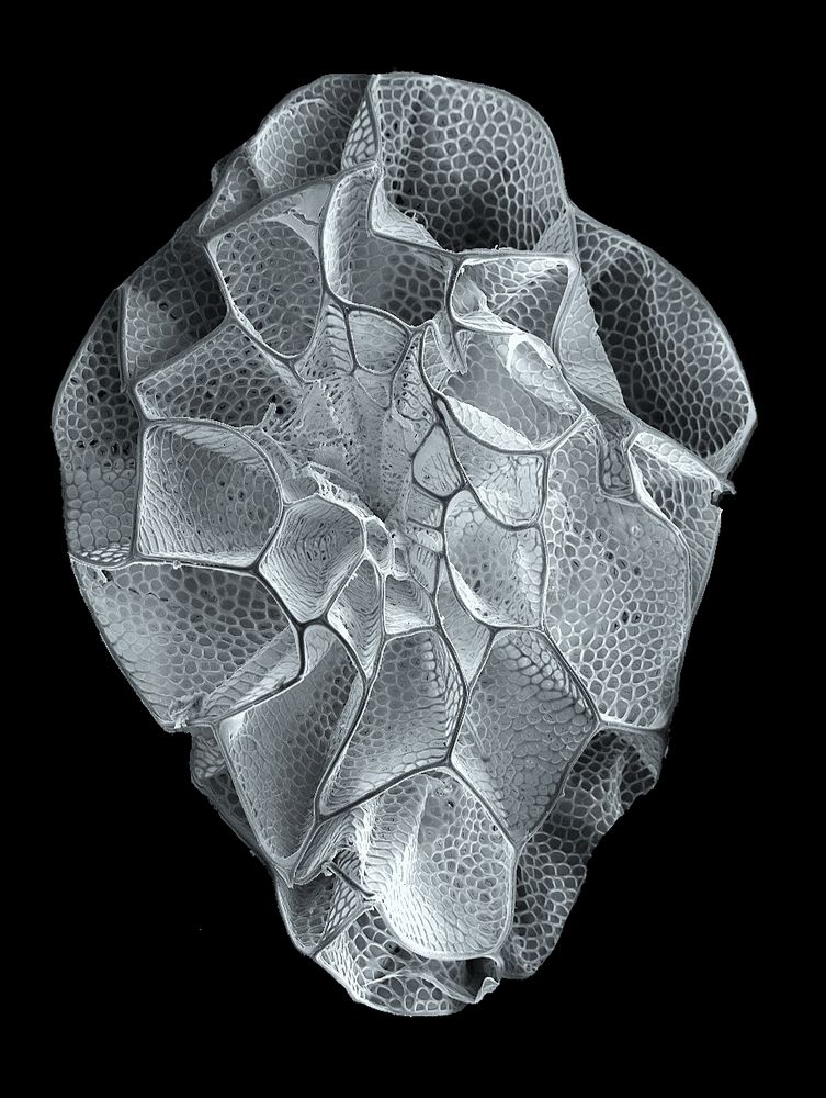 Today my colleague shared with me the most EXQUISITE image of a seed the size of a dust particle, collected from a rare plant called Xylanche in Nepal, and photographed using scanning electron microscopy. Wow.

📷 Renata Piwowarczyk’s work, courtesy of Herbarium LE in St. Petersburg, Russia; scan by Justyna Kasińska from Kielce University of Technology. Thanks for sharing your beautiful work with us x 
