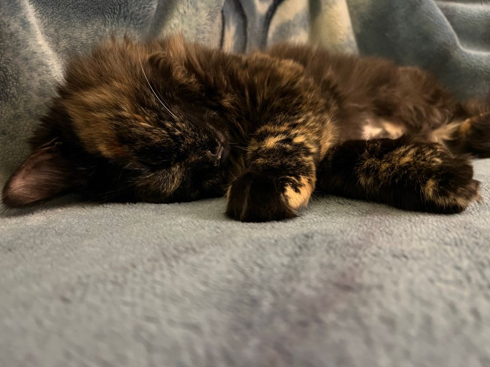 A sleeping tortie kitten on a blue blanket. Her paws are crossed in front of her. She looks so peaceful. 