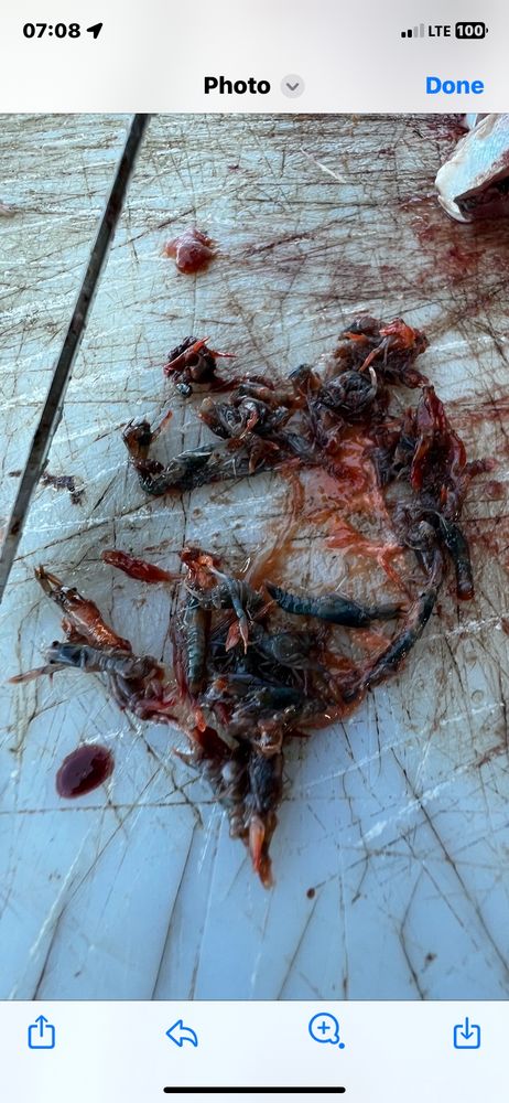 A picture of tiny partially digested lobsters 