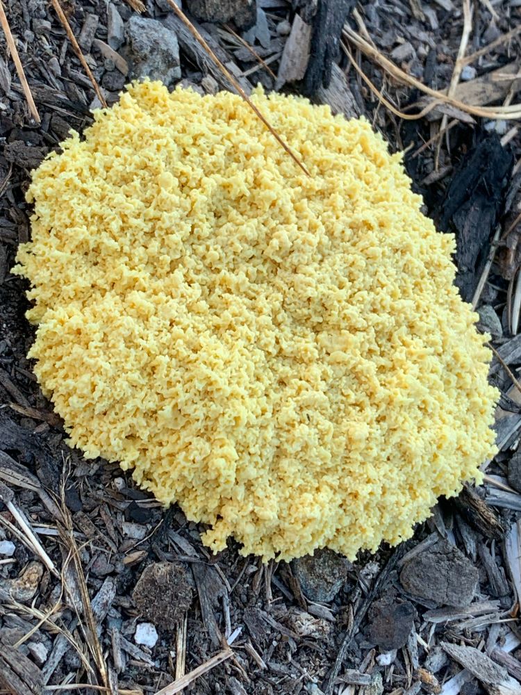 A light yellow blob of slimy fungus, on a bark mulch flower bed 