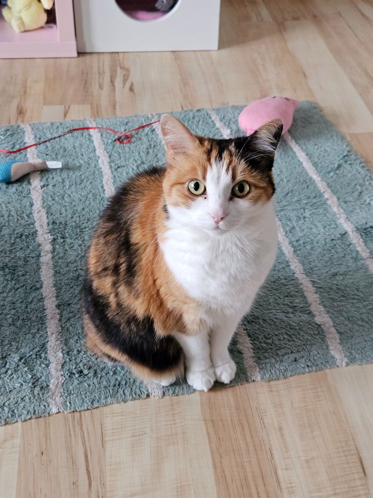 Little, fat, Calico cat is staring into the camera