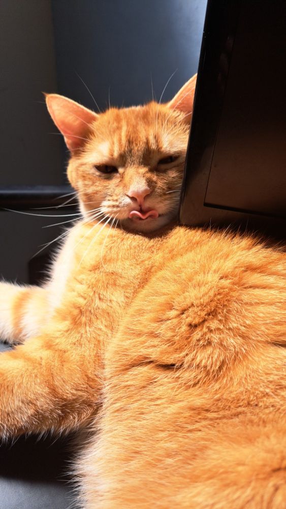 A photo of an orange cat with her tongue in a weird v shape. Hiding behind a computer monitor