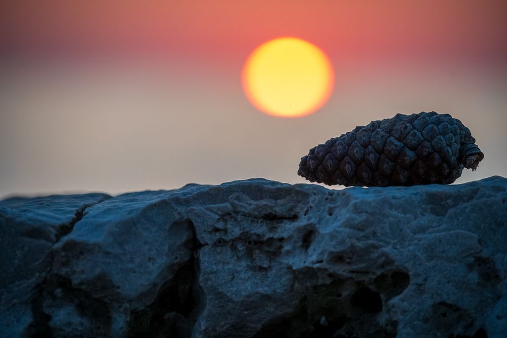 Im Vordergrund liegt eine große, dunkle Kiefernzapfen, die rechts im Bild positioniert ist, auf einer rauen, hellgrauen bis bläulichen Fels-Oberfläche. Der Stein nimmt den größten Teil der unteren Bildhälfte ein und ist scharf fokussiert, wodurch seine lebendige und zerklüftete Textur anschaulich hervortritt.

Der Hintergrund ist unscharf (Bokeh), um die Blicke auf den Vordergrund zu lenken. Dort dominiert die große, runde, intensiv gelb-orangefarbene Sonne, die gerade über dem Horizont steht und wie eine leuchtende Scheibe erscheint. Der Himmel um die Sonne herum ist in sanften Rosé- und Blutorange-Tönen gehalten, die zum oberen Rand hin in ein zartes Grau übergehen.