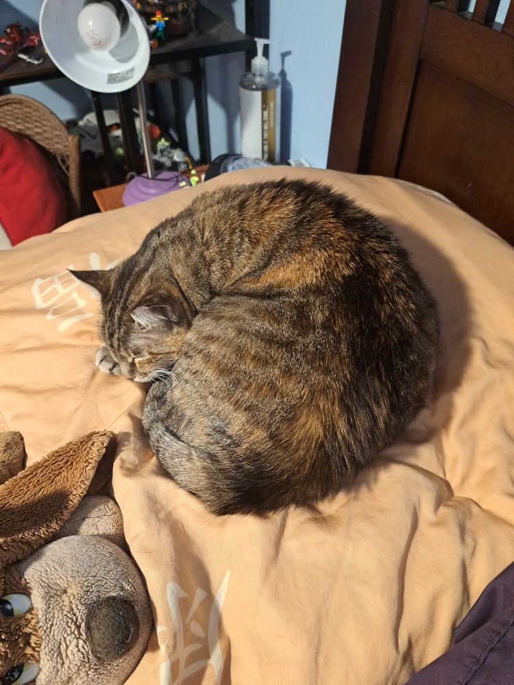 a tortoishell tabby curled up in an orb, sleeping