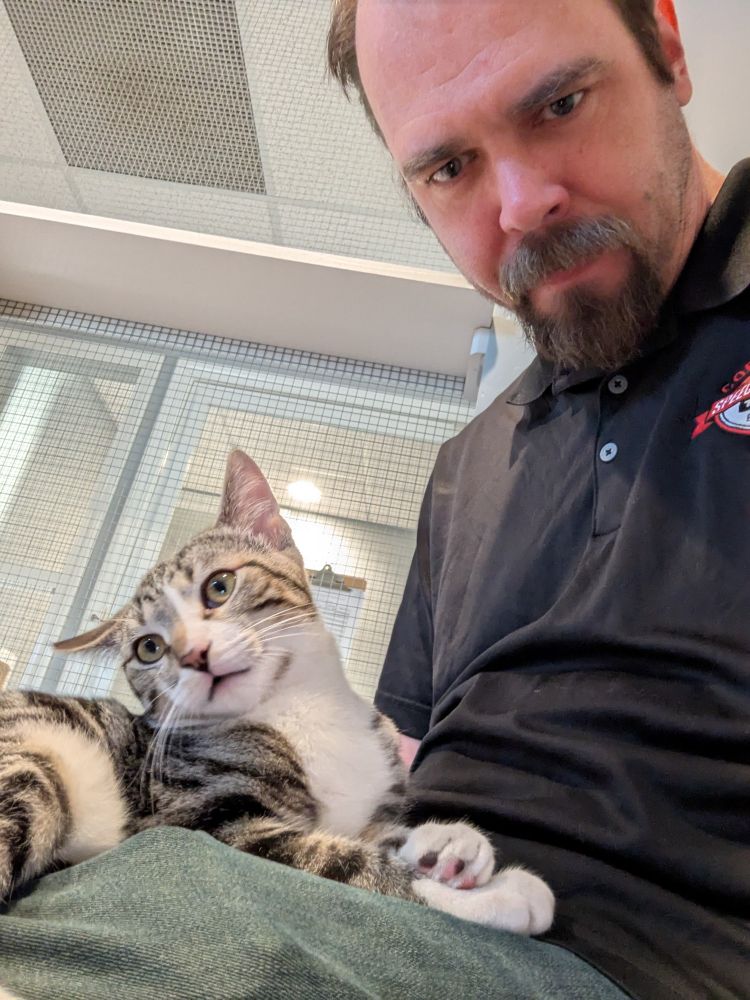 Cute cat sitting on a person's lap