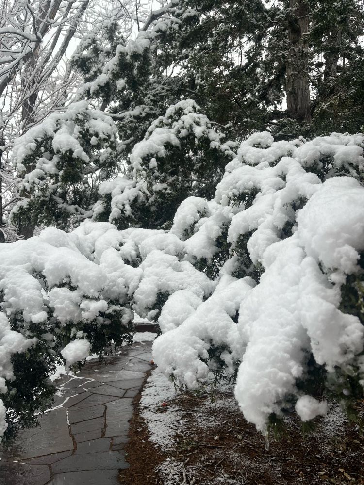 Close picture of snow on trees