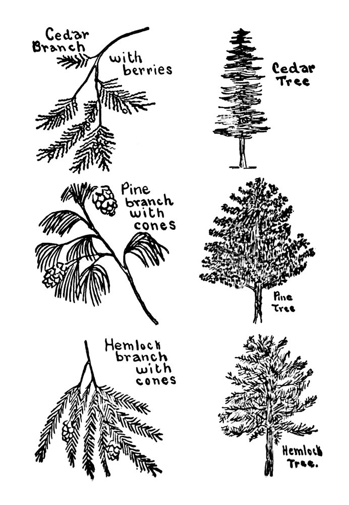 Line drawings of a cedar branch, a cedar tree, a pine branch, a pine tree, a hemlock branch, and a hemlock tree.