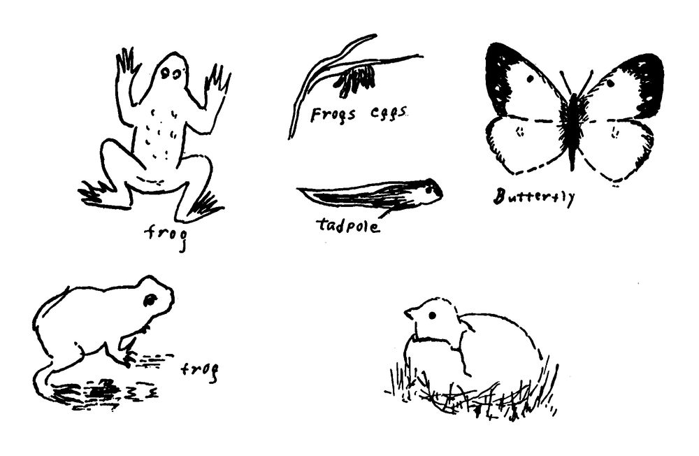 Drawings of frogs