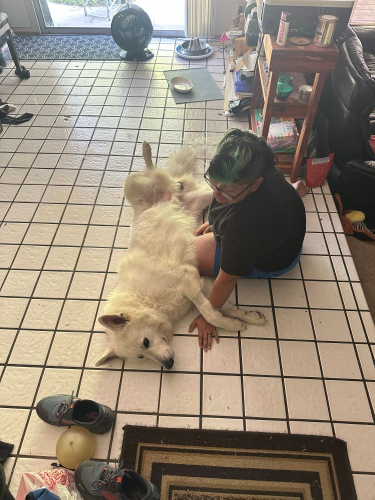 A white Swiss shepherd is on his back, belly up, on a white tile floor. A man sits next to him rubbing his belly.