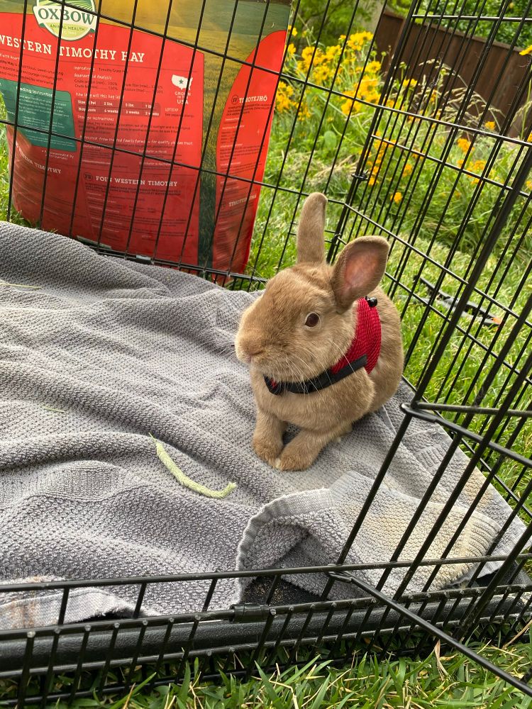 A tiny brown rabbit wearing a red harness sits in a towel lined pen. The pen is on a lawn, and the rabbit is looking at the camera with mild curiosity. In the background a red bag of hay can be seen.