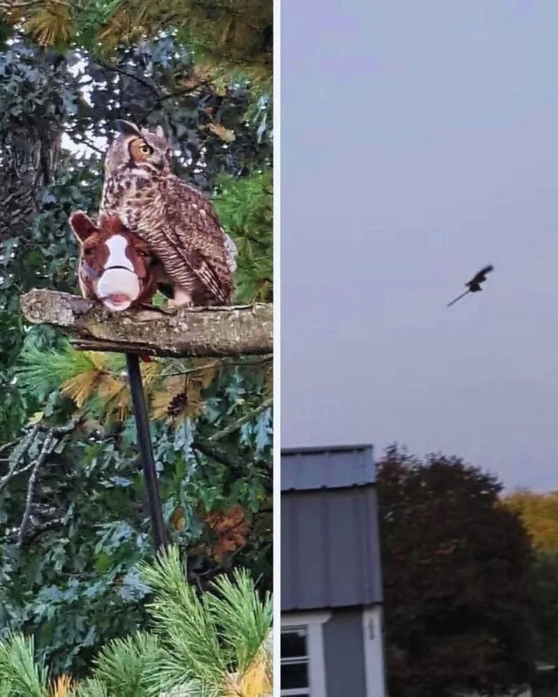 Image shows an owl with a hobby horse - looks like a witch on a broomstick 