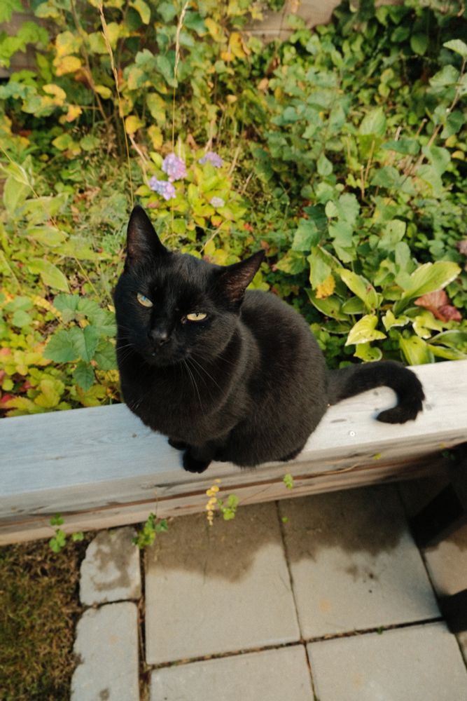 Picture of a black cat looking up at the camera. In the background is a garden bed full of green plants.