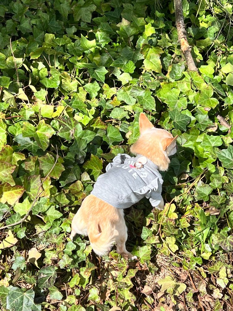 Chihuahua standing in a patch of ivy in the sun, the dog wears a sweater 