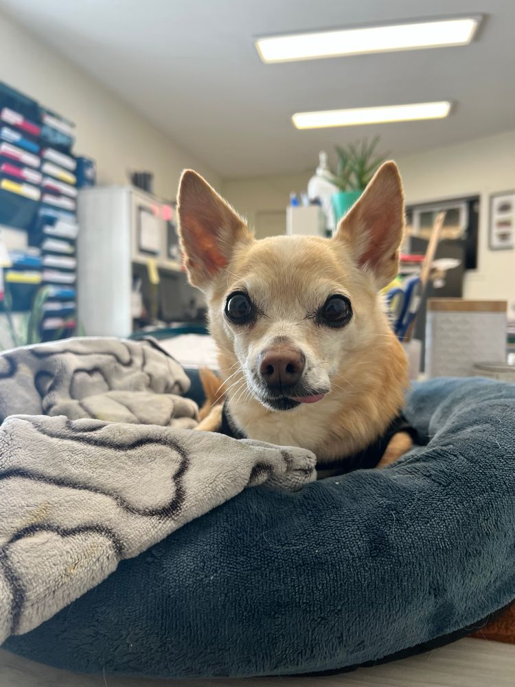 Picture of a small older chihuahua sitting in a dog bed on a desk in an office. Her tongue sticks out 