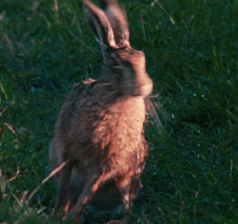 hare sitting in grass
